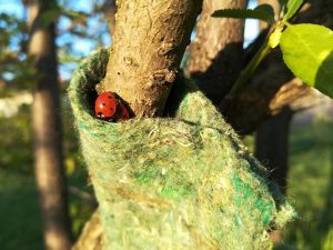 Marienkäfer und Filz mit Typhlodromus pyri